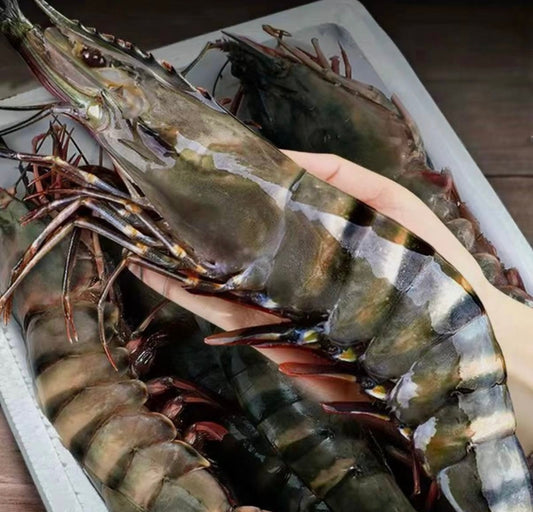 Colossal Black Tiger Prawns